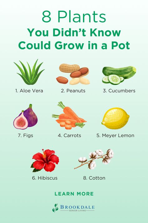 No matter the size of your space, these eight potted plants can thrive! 🌱 Read our blog to find out more. Grow Plants, Vegetable Garden Diy, Homestead Gardens, Plant Care Houseplant, Container Gardening Flowers, Growing Plants Indoors, Container Gardening Vegetables, Growing Fruit, Home Vegetable Garden