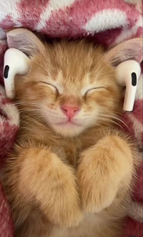 Cat is coool Orange Kittens, Cute Small Animals, Silly Cats Pictures, Cute Cats Photos, Silly Animals, Cat Aesthetic, Cute Animal Photos, Funny Cute Cats