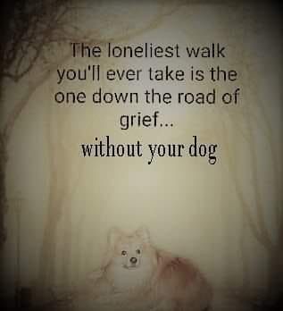 Pet Sayings, Dog Heaven Quotes, Miss My Dog, Dog Sayings, Dog Poems, Colorful Hairstyles, Dog Quotes Love, Dog Loss, Dog Heaven