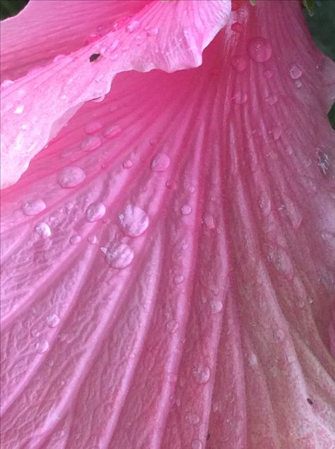 Close up of flower petal with water drops-waterlily house Flower Petal Photography, Textiles Coursework, Midsummers Night, Flower References, Macro Photography Flowers, Pink Collage, Personal Investigation, Flower Close Up, Publication Design