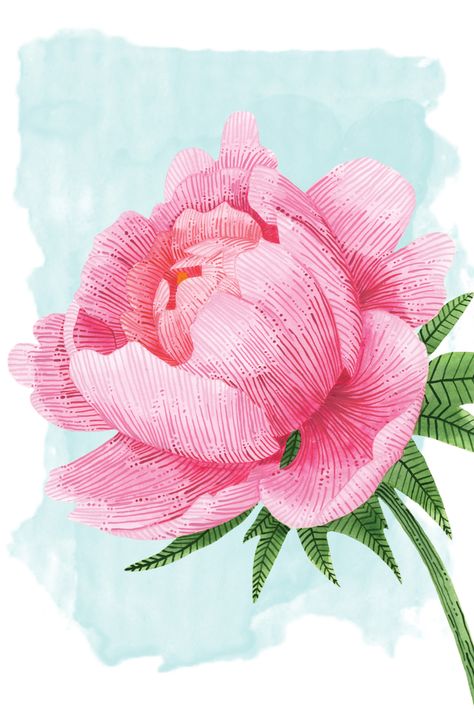 A pink peony flower illustration art, original painted using watercolour and gouache paints which has then been turned into a high quality A4 art print for you to enjoy. Peonies Illustration, Spring Illustrations, Peonies Artwork, 2024 Journal, Peony Wall Art, Art Booth, Peony Drawing, Peony Illustration, Peonies Art Print