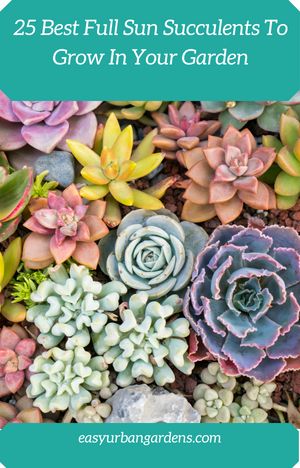 Here are 25 of the best full sun succulents you might like to try growing in your garden. Full Sun Succulents, Propagating Cactus, Types Of Succulents Plants, Succulent Species, Flowering Succulents, Ultimate Backyard, Succulent Seeds, Urban Gardens, Leaves Falling