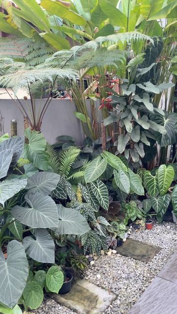 Mini Tropical Garden, Aroid Garden Design, Narrow Tropical Garden, Tropical Plant Garden, Tropical Courtyard Garden, Tropical Plants Outdoor, Wall Hanging Plants Indoor, Aroid Plant, Oasis Garden