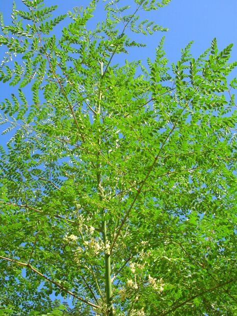 Moringa Moringa Oleifera Tree, Moringa Leaf Powder, Moringa Tree, Miracle Tree, Moringa Leaves, Moringa Powder, Survival Food, Organic Herbs, Plant Food