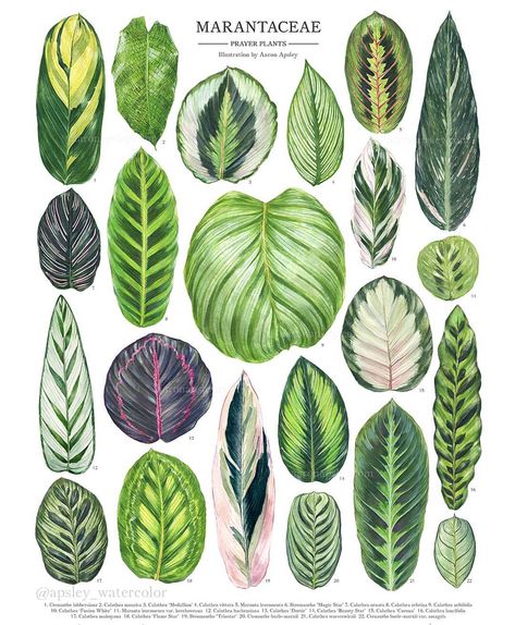 My full Marantaceae illustration featuring species and hybrids of Calathea, Maranta, Stromanthe, and Ctenanthe. This is just a sampling of… Jewel Alocasia, Alocasia Varieties, Plant Leaf Identification, Calathea Roseopicta, Calathea Plant, Prayer Plant, Illustration Botanique, Plant Identification, House Plants Decor