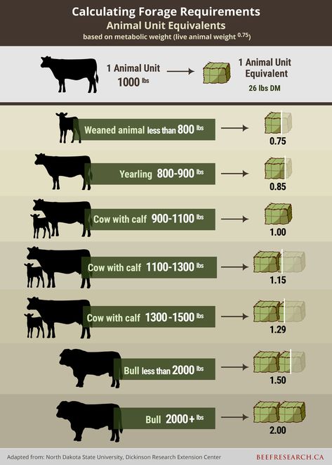 Grazing Management - BeefResearch.ca Pasture Management, Bd Design, Raising Cattle, Beef Cow, Raising Farm Animals, Farm Plans, Livestock Farming, Farm Layout, Dairy Cattle