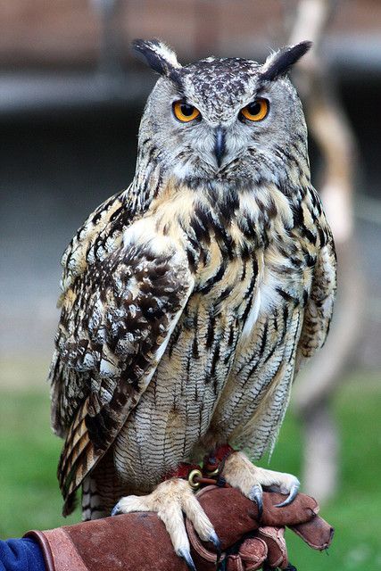 Eurasian Eagle Owl, Regnul Animal, Nocturnal Birds, Owl Photography, Eagle Owl, Owl Wallpaper, Owl Photos, Owl Pictures, Great Horned Owl