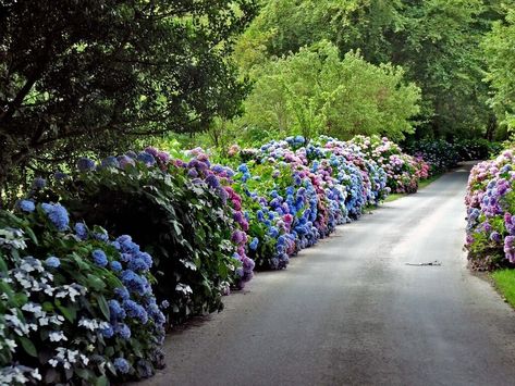 Driveway Lined With Hydrangeas, Hydrangea Driveway Entrance, Hydrangea Lined Driveway, Flower Lined Driveway, Paved Entryway, Flower Driveway, Hydrangea Driveway, Hydrangea Hedge, Farm Entrance