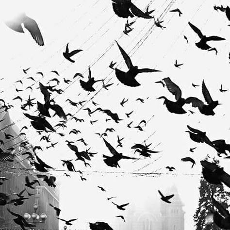 Bird Flock, Flock Of Pigeons, Pigeons Flying, Pigeons Aesthetic, Flocks Of Birds, Pigeon Photography, Pigeons Flying Aesthetic, Crow Photography Flying, Flock Of Crows