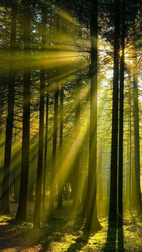 Forest Dappled Light, Deep Forest Photography, Light Coming Through Trees, Light Green Forest Aesthetic, Light Through Trees, Green Lockscreen, Nature Mirror, Forest Lighting, Sunlight Through Trees