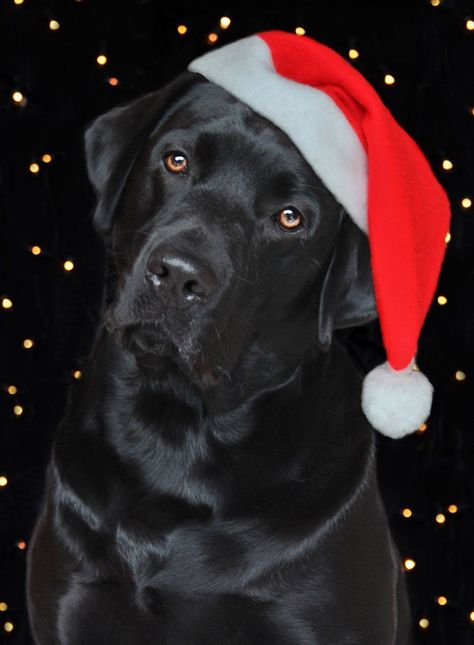 Wallpaper With Black, Dog Christmas Pictures, Black Labrador Puppy, Black Labrador Dog, Merry Christmas Gif, Black Labrador Retriever, Christmas Card Art, Black Labs, Santa Paws