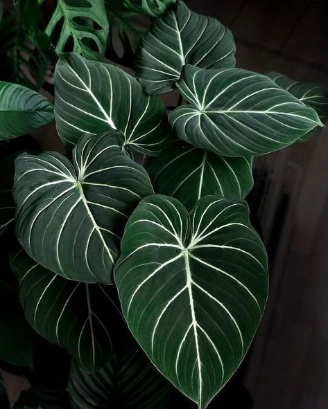 American Family on Instagram: “Beautiful philodendron gloriousum Living means embracing life's beauty.🥰💕 . . . . . 📸@growrootsgrow👍 . . . . . Send a message for more…” Philodendron Wallpaper, Tropical Flowering Plants, Philodendron Birkin, Creeping Vines, Philodendron Plant, Indoor Trees, Plant Photography, Beautiful Plants, Flowering Plants