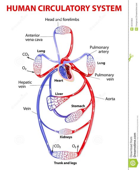 Double circulatory system. Illustration about cardiology, cava, brain, bloodstream, circulation, digestive, biology, hormones, circulatory, anatomy, coronary, body, cells - 35101964 Circulatory System Function, Human Circulatory System, Poor Circulation, Heart Function, Essential Oil Benefits, Circulatory System, Cardiovascular System, Respiratory System, Oil Benefits