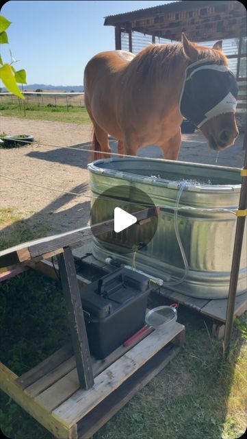 Rachel Liana on Instagram: "Water fountain project for the ponies 🙌  Trubee likes it, Tucker and Adee prefer still water though 🤣 The fountain runs off solar so only has enough juice to run part time, so the horses have plenty of opportunities to drink while it’s not running! Plus a second smaller water bucket that is easy to dump and clean regularly to prevent bugs in it.   This contraception has a filter built into it, so we’re hoping it will be able to keep the trough clean for a lot longer than before! I was cleaning larvae out of here constantly until we implemented the fountain, and haven’t seen any since 🥳   We chose not to do an autofill because we like tracking how much the horses are drinking by refilling it manually, too. We’re also trying this method instead of fish, but we Cow Trough, Horse Water Trough, Cattle Trough, Diy Water Pump, Drinking Water Fountain, Horse Water, Four Horses, Water Trough, Diy Fountain