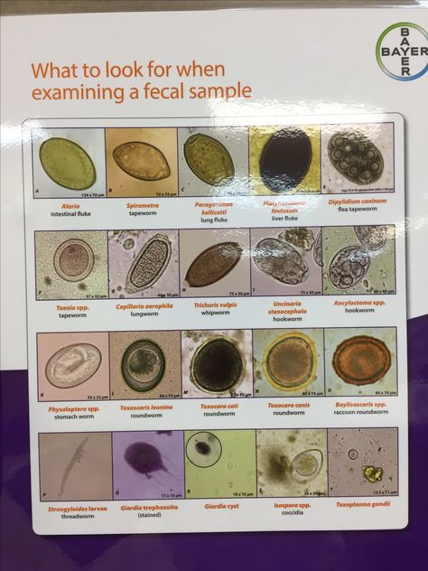 Much better than the last chart. Vet Assistant Tips, Vet Tech Pharmacology, Vet Tech Terminology, Vet Tech Cheat Sheet, Vet Tech Notes, Vtne Prep Veterinary Technician, Veterinary Pathology, Veterinary Technician Student, Veterinary Parasitology