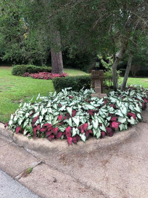 Front Yard Landscaping Ideas to Sell Your Home | Decorative Plants for Instant Curb Appeal | HGTV Mailbox Landscaping, Decorative Plants, Porch Planters, Front Yard Garden Design, Container Gardening Flowers, Foundation Planting, House Landscaping, Selling Your Home, Gardening Flowers