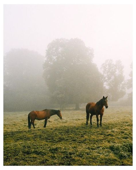 Deniss on Instagram: "Horses & fog.. as usual #lomo800" Fall Whispers, Horse Art Ideas, Mike Ehrmantraut, Landscape Reference, August 27, Horse Photos, Horse Art, Film Photography, Street Photography