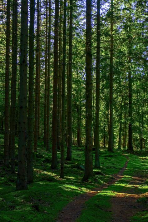 Bosque verde con cielo despejado y árboles altos #ecofriendly #nature #ecology #naturaleza #delivery #takeaway Snack Shop, Visual Board, Book 1, Park Jimin, Concept Art, Trees, Forest, Photoshop, Natural Landmarks