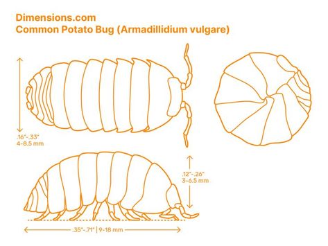 A non-threatening appearance makes the Common Potato Bug (Armadillidium vulgare) a good choice as a pet. They belong to the family Armadillidiidae and native to drier coastal areas in Europe. They usually are oval-shaped with the dorsal plane moderately flattened and go by other names such as Common Pill Woodlouse, Roly-poly, Common Pill-bug, Carpenter, DoodleBug, and Slater. Downloads online #insects #arthropods #invertebrates #animals Isopod Anatomy, Pill Bug Art, Roly Poly Drawing, Pill Bug Drawing, Woodlouse Tattoo, Pillbug Tattoo, Arthropods Drawing, Millipede Drawing, Potato Bug Tattoo