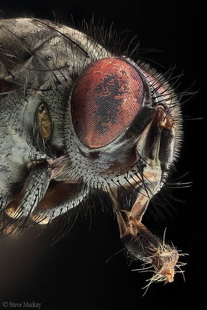 Big Mouth | A focus stack of a tiny Fly, with extended mouth… | Flickr Carpenter Bee Trap, Macro Photography Insects, Bee Traps, Foto Macro, Micro Photography, Carpenter Bee, Insect Photography, Cool Bugs, Beautiful Bugs