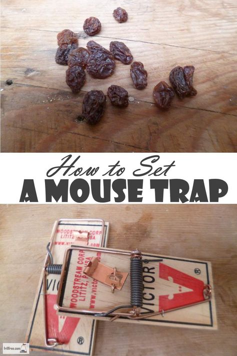 How to Set a Mouse Trap - vermin control... Household Tips | Homestead Best Mouse Trap Bait, Mouse Traps That Work, Mouse Trap Diy, Electric Mouse Trap, Bucket Mouse Trap, Mouse Trap Game, Best Mouse Trap, Mouse Bait, Catch A Mouse