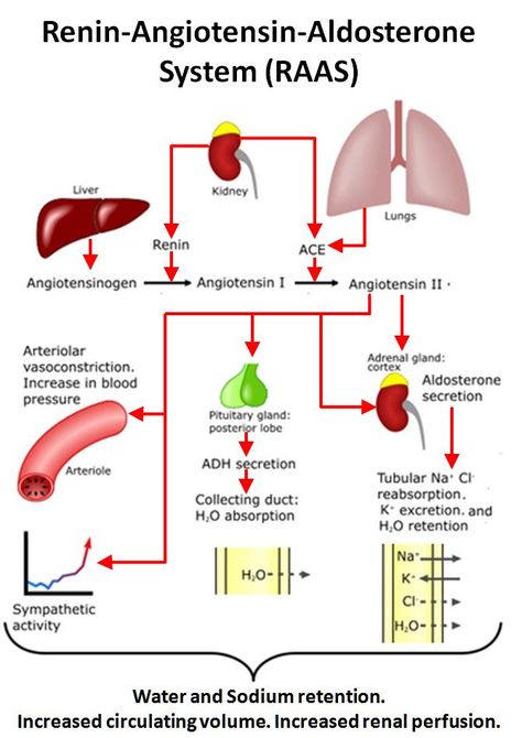 RAAS Aorta Branches, Hormones Nursing, Pathophysiology Nursing, Vet Medicine, Nursing Mnemonics, Medical Surgical Nursing, Surgical Nursing, Pharmacology Nursing, Medical Student Study