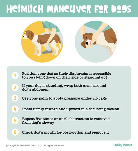 How To Help a Choking Dog in an Emergency Heimlich Maneuver For Dogs, Dog Infographic, Heimlich Maneuver, Dog Corner, Dog Steps, Dog Help, Pet Hacks, Pet Safety, Be Prepared