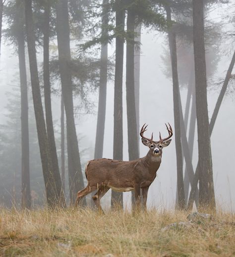 Trill sees the prized buck from above in the trees and smirks, for she has found the deer before the others. Whitetail Deer Pictures, Big Deer, Deer Hunting Tips, Forbidden Forest, Hunting Pictures, Deer Photos, Deer Pictures, Whitetail Bucks, Wildlife Pictures