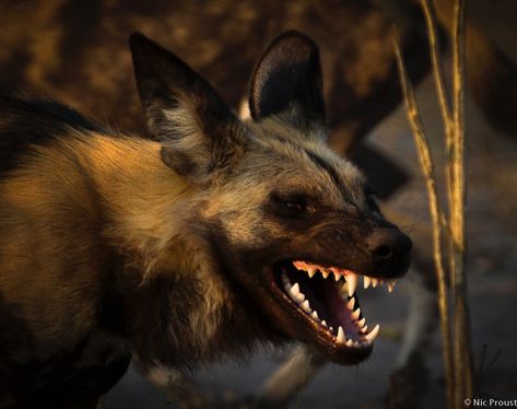 Laughing Reaction, Dog Laughing, Laughing Funny, African Savannah, Reaction Videos, Wild Dog, African Wild Dog, Animal Study, Silly Things