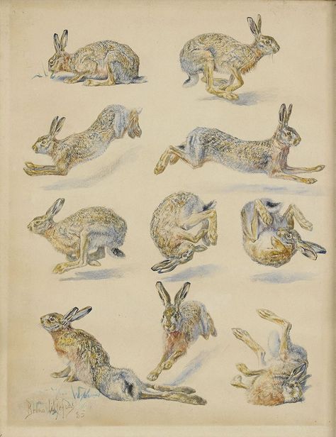 Bruno Liljefors (Swedish, 1860 - 1936) - Studies of Hares, mixed media on paper, 32 x 24,5 cm. 1885 Wild Hare Tattoo, Bruno Liljefors, Bunny Sketch, Hare Drawing, Hare Illustration, Red Rabbit, Wild Hare, Wild Rabbit, March Hare