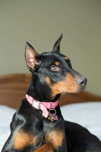 Doberman Female Female Doberman, Super Rich Kids, Super Rich, Rich Kids, Doberman, Bts, Pure Products, Dogs, Animals