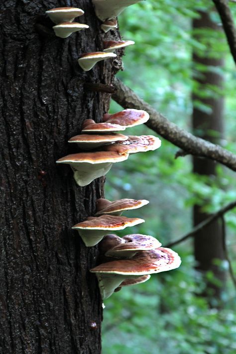 Medicinal Fungi, Fern Gully, Reishi Mushrooms, Organo Gold, Forest Life, Lichen Moss, Mushroom Pictures, Finding Neverland, Dead Tree