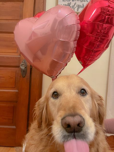 Valentines Pfp Aesthetic, Valentines Day Pfp, Dog Pfps, Valentines Pfp, Valentine Pfp, Pet Valentines Photography, Valentines Day Puppy Pictures, Pet Valentines Day, Golden Retriever Valentines Day