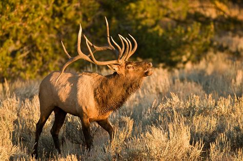 John Pennoyer: Bugling Bull Elk Elk Reference, Elk Hunting Tips, Elk Images, Elk Bugling, Elk Pictures, Whitetail Deer Pictures, Elk Photo, Nature Reference, White Moose