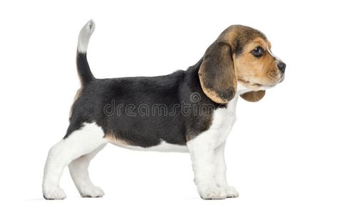 Puppy Side View, Dog Side View, White Beagle, Puppy Images, Watercolor Kit, Beagle Puppy, Little Dogs, Side View, Puppy Love