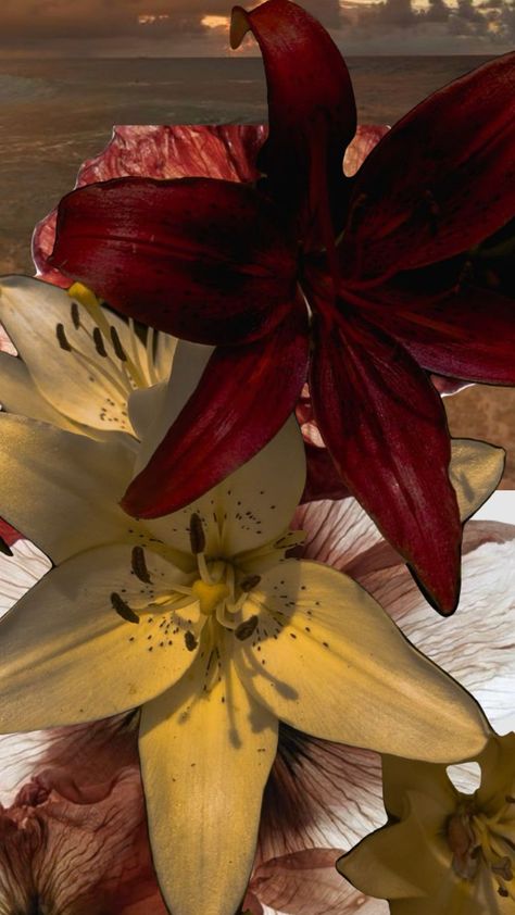 Red Lillie’s, Clara La San Wallpaper, Sade Aesthetic Wallpaper, Lilly Aesthetic, Aesthetic Flower Wallpaper, Hibiscus Wallpaper, Screen Savers Wallpapers Backgrounds, Red Lilies, Red Hibiscus Flower