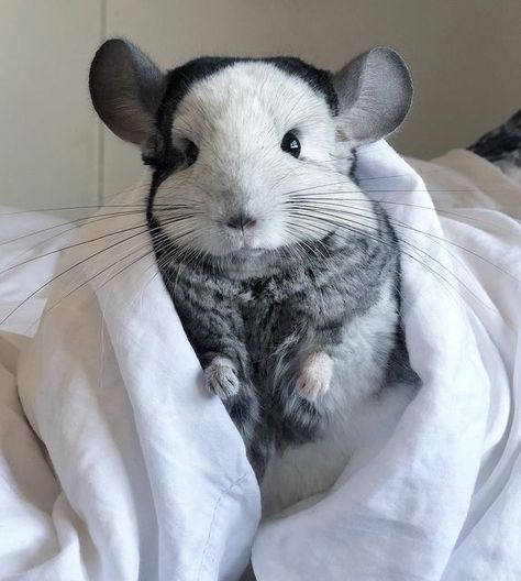 Cute Chinchilla, Chinchilla Cute, Chinchilla Pet, Cute Small Animals, Chinchillas, Pretty Animals, Baby Animals Funny, Cute Creatures, Unique Animals