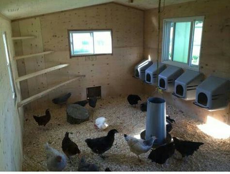 Corner roost idea Corner Chicken Roost, Barn Shop Ideas, Chicken Roost, Duck Coop, Chicken Coup, Barn Shop, Big Farm, Coop Ideas, Diy Chicken