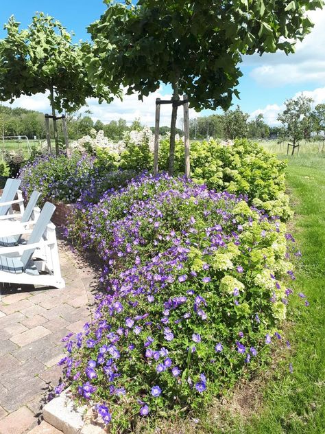 Hortensia Border, Small Garden Inspiration, Forest Garden, Plant Combinations, Small Garden, Garden Planning, Geraniums, Flower Beds, Cottage Garden