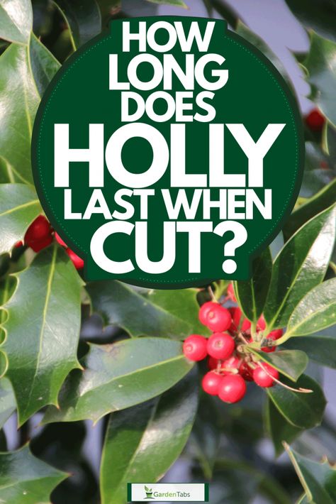 Herbal Crafts, Holly Plant, Holly Bush, Cut Garden, Holly Decorations, Holly Tree, Berry Bushes, Holly Wreath, Dark Green Leaves