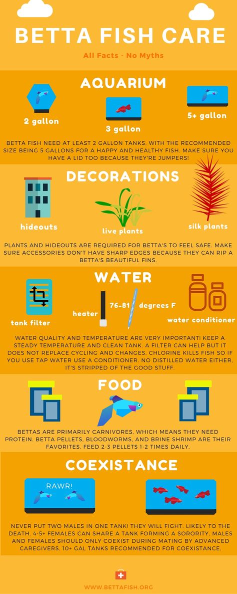 Hey guys, here's a care infographic that I created that dispels a lot of myths and will hopefully help other owners care for their betta's properly! Love to hear any feedback everyone may have on it too. Beta Fish Care, Betta Care, Betta Aquarium, Betta Fish Care, Fresh Water Fish Tank, Betta Tank, Betta Fish Tank, Beta Fish, Fish Supplies