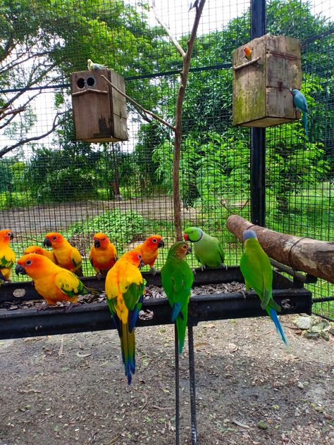 Parrot Habitat, Parrot Aviary, Bird Cage Design, Birds Photography Nature, Jumma Mubarak Beautiful Images, Bird Cage Accessories, Farm Lifestyle, Bird Aviary, Animal Habitats