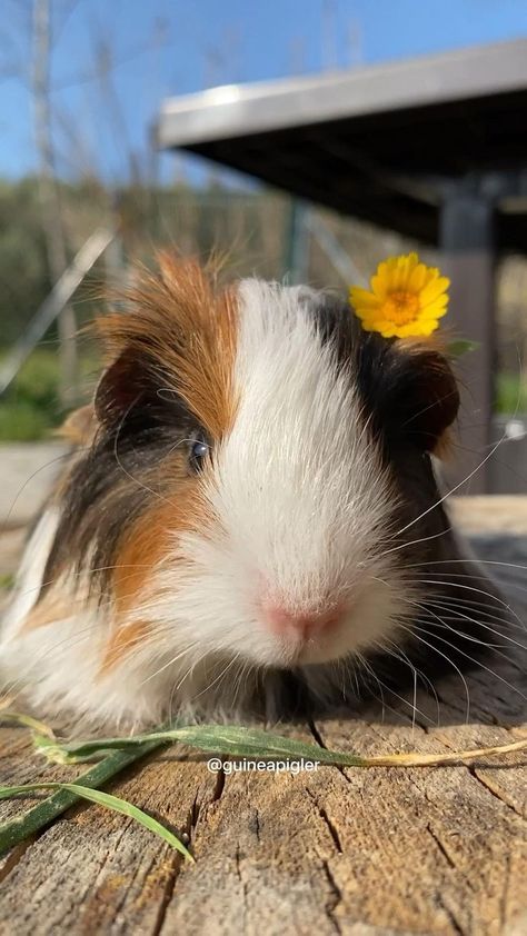 Ginne Pig Pets, Ginue Pigs, Ginie Pigs, Guinea Pigs Aesthetic, Guinea Pig Wallpaper, Guinnea Pig, Guine Pig, Pig Pics, Guinea Pig Diy