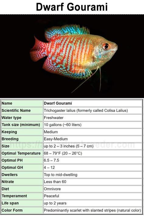 Gourami Tank, Freshwater Invertebrates, Gourami Fish, Betta Tanks, Fish Types, Public Aquarium, Ikan Air Tawar, Fish Prints, Fish Tank Terrarium