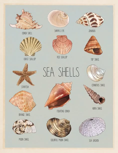 Seashell Identification Chart, Sea Shells Poster, Different Types Of Shells, Beach Posters Aesthetic, Conchas Aesthetic, Sea Shells Tattoo Ideas, Types Of Sea Shells, Sea Shell Aesthetic, Shells Aesthetics