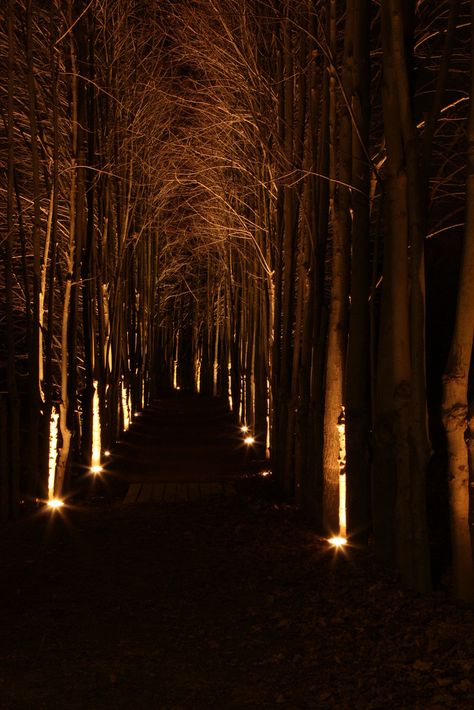 Winter Woods***SCH NYC Woods Lighting Outdoor, Lights In The Woods, Tree Lighting Ideas, Outdoor Tree Lighting, Outdoor Lighting Design, Backyard Trees, Driveway Lighting, Winter Woods, Hillside Landscaping