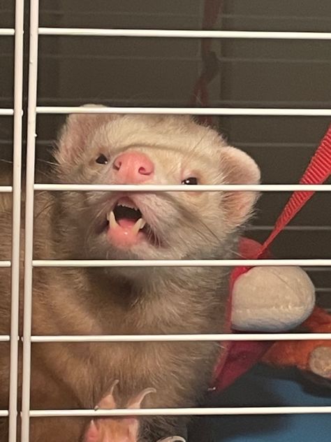 Funny looking ferret meme Funny Ferret Pics, Draco Ferret, Ferret Meme, Ferret Photos, Ferret Funny, White Ferret, Funny Ferrets, A Ferret, Pet Ferret