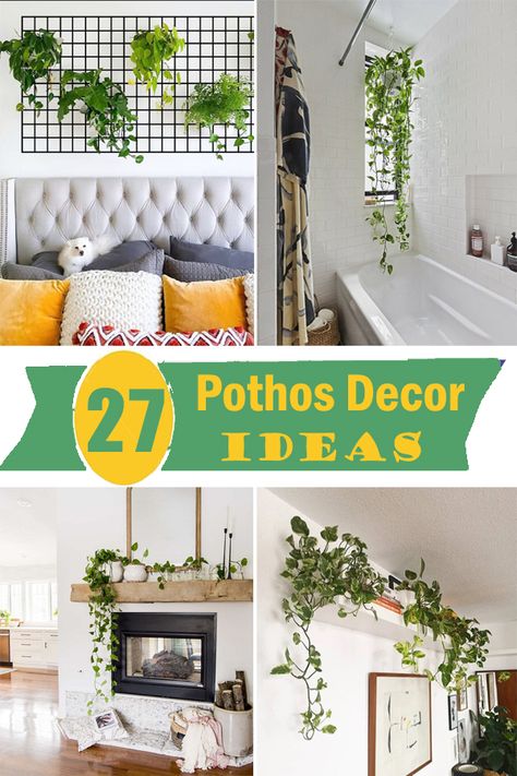 Pathos Decor Ideas, Pothos Ideas Decor, Pothos Plant Decor Ideas Living Room, Pothos Display Ideas, Pothos Hanging Ideas, Pothos Decor Ideas, Pothos Plant Decor Ideas, Pothos Decor, Pothos Wall