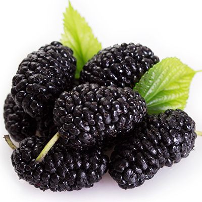 Black Mulberry, Mulberry Fruit, Fruit Diet, Fruits Images, Types Of Fruit, Fruit Photography, Wild Food, Wild Berry, Fruits And Vegetables