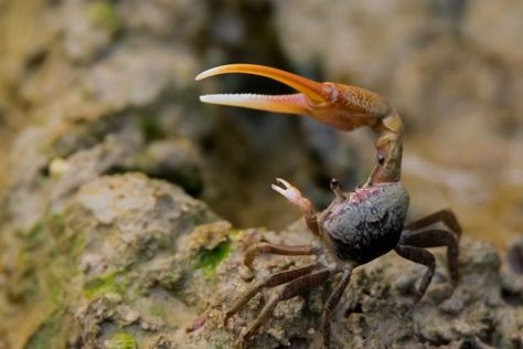 Fiddler Crab, Full Sleeve Tattoo Design, Sea Crab, Crab Fishing, Dead Fish, Architecture Art Design, Full Sleeve Tattoo, Crustaceans, Organic Plants